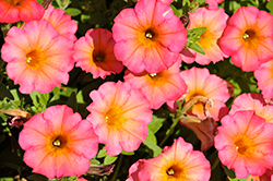 Crazytunia Mayan Sunset Petunia (Petunia 'Crazytunia Mayan Sunset') at Wolf's Blooms & Berries