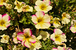 Headliner Banana Cherry Petunia (Petunia 'KLEPH20425') at Wolf's Blooms & Berries