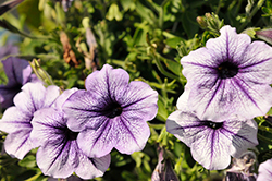 Tea Blue Vein Petunia (Petunia 'Tea Blue Vein') at Wolf's Blooms & Berries