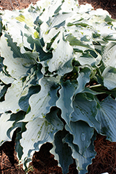 Dancing With Dragons Hosta (Hosta 'Dancing With Dragons') at Wolf's Blooms & Berries