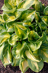 Shadowland Etched Glass Hosta (Hosta 'Etched Glass') at Wolf's Blooms & Berries