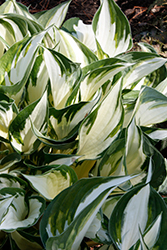 Fire and Ice Hosta (Hosta 'Fire and Ice') at Wolf's Blooms & Berries