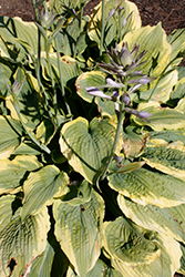 Spartacus Hosta (Hosta 'Spartacus') at Wolf's Blooms & Berries