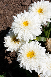 Amazing Daisies Marshmallow Shasta Daisy (Leucanthemum x superbum 'Marshmallow') at Wolf's Blooms & Berries