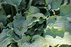 Wind Beneath My Wings Hosta (Hosta 'Wind Beneath My Wings') at Wolf's Blooms & Berries