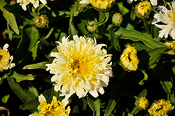 Ice Cream Dream Shasta Daisy (Leucanthemum x superbum 'Ice Cream Dream') at Wolf's Blooms & Berries