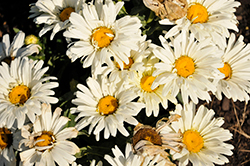 Seventh Heaven Shasta Daisy (Leucanthemum x superbum 'Seventh Heaven') at Wolf's Blooms & Berries