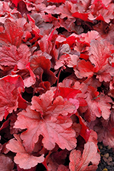 Forever Red Coral Bells (Heuchera 'Forever Red') at Wolf's Blooms & Berries