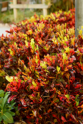 Mammy Croton (Codiaeum 'Mammy') at Wolf's Blooms & Berries