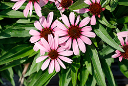 SunMagic Vintage Lavender Coneflower (Echinacea 'SunMagic Vintage Lavender') at Wolf's Blooms & Berries