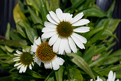 SunMagic Vintage White Coneflower (Echinacea 'SunMagic Vintage White') at Wolf's Blooms & Berries