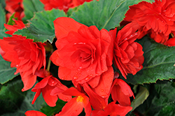 Nonstop Joy Red Begonia (Begonia 'Nonstop Joy Red') at Wolf's Blooms & Berries