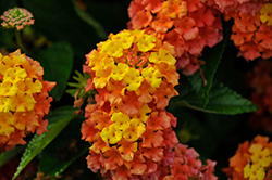 Bandolista Mango (Lantana camara 'Bandolista Mango') at Wolf's Blooms & Berries