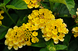 Bandolista Pineapple (Lantana camara 'Bandolista Pineapple') at Wolf's Blooms & Berries