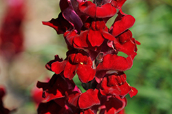 Rocket Red Snapdragon (Antirrhinum majus 'Rocket Red') at Wolf's Blooms & Berries