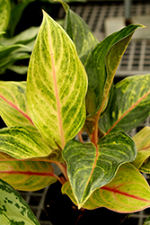 Golden Flourite Chinese Evergreen (Aglaonema 'Golden Flourite') at Wolf's Blooms & Berries