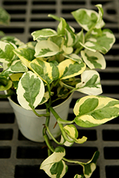 Beautifall N'Joy Pothos (Epipremnum aureum 'N'Joy') at Wolf's Blooms & Berries