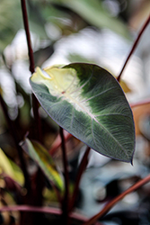 Royal Hawaiian Tropical Storm Elephant Ear (Colocasia esculenta 'Tropical Storm') at Wolf's Blooms & Berries