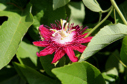 Red Passion Flower (Passiflora coccinea) at Wolf's Blooms & Berries