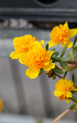 ColorBlast Double Yellow Portulaca (Portulaca 'LAZPRT1502') at Wolf's Blooms & Berries