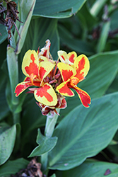 Cannova Red Golden Flame Canna (Canna 'Cannova Red Golden Flame') at Wolf's Blooms & Berries
