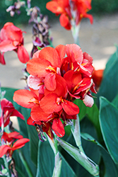 Cannova Scarlet Canna (Canna 'Cannova Scarlet') at Wolf's Blooms & Berries