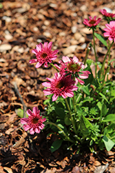 Double Dipped Watermelon Sugar Coneflower (Echinacea 'Watermelon Sugar') at Wolf's Blooms & Berries