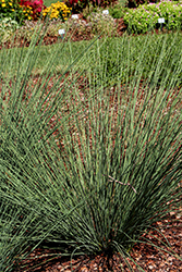 Blue Mohawk Soft Rush (Juncus inflexus 'Blue Mohawk') at Wolf's Blooms & Berries