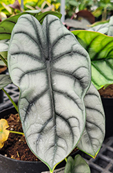 Mythic Silver Dragon Jewel Alocasia (Alocasia baginda 'Silver Dragon') at Wolf's Blooms & Berries