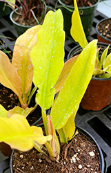 Golden Crocodile Philodendron (Philodendron 'Golden Crocodile') at Wolf's Blooms & Berries