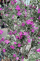 Texas Sage (Leucophyllum frutescens) at Wolf's Blooms & Berries