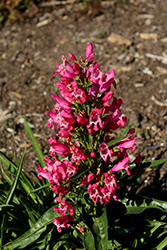 Rock Candy Ruby Beard Tongue (Penstemon 'Novapenrub') at Wolf's Blooms & Berries