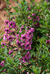 Guardian Angel Berry Sparkler Angelonia (Angelonia angustifolia 'Balguaraberk') at Wolf's Blooms & Berries