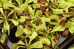 Venus Flytrap (Dionaea muscipula) at Wolf's Blooms & Berries