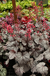 Dolce Silver Gumdrop Coral Bells (Heuchera 'Silver Gumdrop') at Wolf's Blooms & Berries