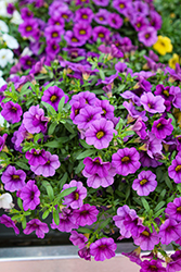 Calipetite Blue Calibrachoa (Calibrachoa 'Calipetite Blue') at Wolf's Blooms & Berries