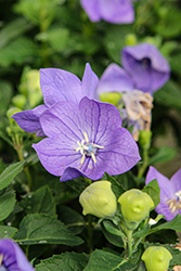 Twinkle Blue Balloon Flower (Platycodon grandiflorus 'Twinkle Blue') at Wolf's Blooms & Berries