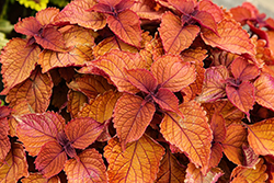 Wall Street Coleus (Solenostemon scutellarioides 'Wall Street') at Wolf's Blooms & Berries