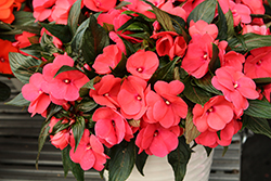 Magnum Hot Pink New Guinea Impatiens (Impatiens 'Magnum Hot Pink') at Wolf's Blooms & Berries