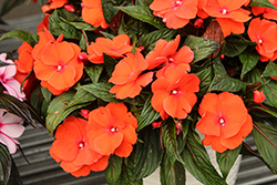 Magnum Orange New Guinea Impatiens (Impatiens 'Magnum Orange') at Wolf's Blooms & Berries