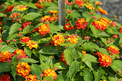 Bandolero Red Lantana (Lantana camara 'Bandolero Red') at Wolf's Blooms & Berries
