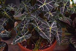 Amazon Elephant's Ear (Alocasia 'Amazonica') at Wolf's Blooms & Berries