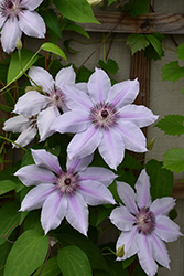 Nelly Moser Clematis (Clematis 'Nelly Moser') at Wolf's Blooms & Berries