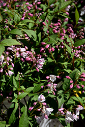 Yuki Cherry Blossom Deutzia (Deutzia 'NCDX2') at Wolf's Blooms & Berries