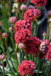 Ballerina Red False Sea Thrift (Armeria pseudarmeria 'Ballerina Red') at Wolf's Blooms & Berries