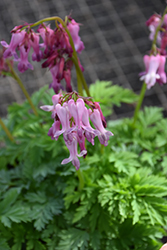 Bleeding Heart (Dicentra eximia) at Wolf's Blooms & Berries