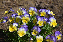 Halo Lemon Frost Pansy (Viola cornuta 'Halo Lemon Frost') at Wolf's Blooms & Berries