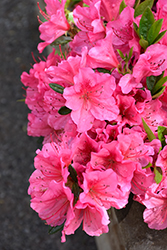 Renee Michelle Azalea (Rhododendron 'Renee Michelle') at Wolf's Blooms & Berries