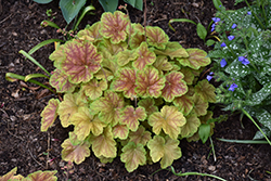 Miracle Coral Bells (Heuchera 'Miracle') at Wolf's Blooms & Berries