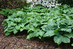Guacamole Hosta (Hosta 'Guacamole') at Wolf's Blooms & Berries